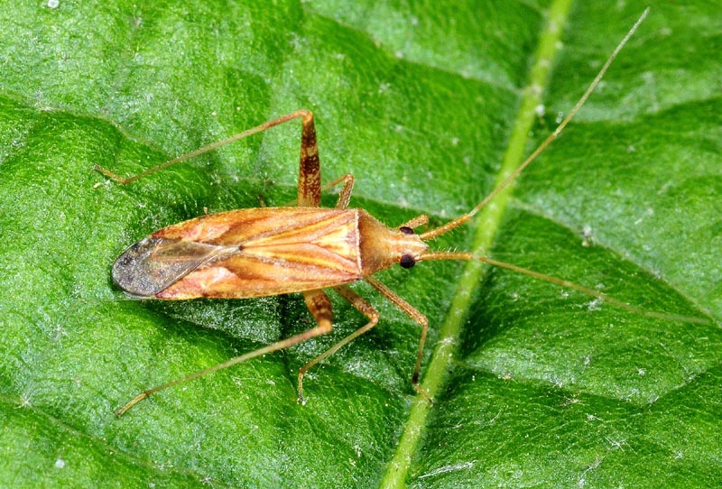 Miridae: Phytocoris cf varipes dell''Emilia (RE)